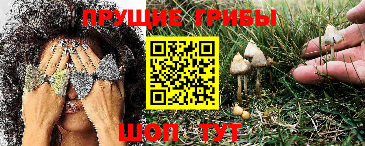 Псилоцибиновые грибы Cubensis Кашира
